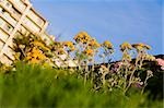 Low angle view of flowers, Biarritz, Basque Country, Pyrenees-Atlantiques, Aquitaine, France