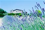 Lavender field with a building in the background, Siena Province, Tuscany, Italy