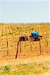 Tracteur avec citerne dans un vignoble, Province de Sienne, Toscane, Italie