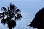 Silhouette of a tree, Italian Riviera, Liguria, Italy