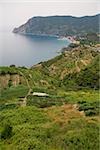 Vue grand angle de champs cultivés sur une colline, Mar Ligure, Cinque Terre, Riviera italienne, Parc National des Cinque Terre, Vernazza, La Spezia, Ligurie, Italie