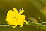 Close-up of a flower, Cinque Terre National Park, La Spezia, Liguria, Italy