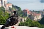 Gros plan d'un pigeon, Vietri sul Mare, Costiera Amalfitana, Salerno, Campanie, Italie