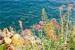 Erhöhte Ansicht von Pflanzen, italienische Riviera, Cinque Terre Nationalpark, Mar Ligure, Cinque Terre, La Spezia, Ligurien, Italien