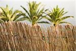 Close-up of fence with palm trees in the background, Amalfi Coast, Campania, Italy