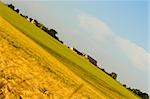 Récolte de blé dans un champ, vallée de la Loire, France