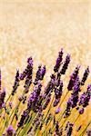 Lavender flowers in a field, Siena Province, Tuscany, Italy