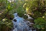Cours d'eau coulant à travers une forêt, Parc National de Barranca Del Cupatitzio, Uruapan, Etat de Michoacan, Mexique