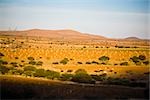 Vue d'angle élevé de têtes de bétail dans une ferme, l'état de Zacatecas, Mexique