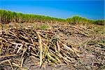 Heaps of sugar cane in a field, Tamasopo, San Luis Potosi, Mexico