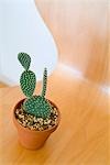 Plante en pot de cactus sur chaise