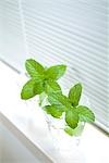 Mint leaves in glass