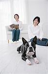 Jeune couple et Boston Terrier