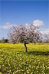 Almond Trees, Mallorca, Spain