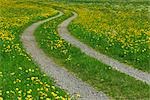 Path Through Field of Dandelions, Ofterschwang, Allgaeu, Bavaria, Germany