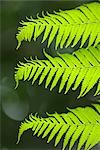 Close-up of Sunlight on Fern