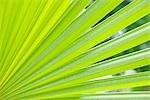 Close-up of Fan Palm Leaves