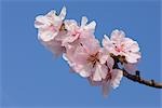 Close-up of Almond Blossoms