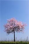Almond Tree by Vineyard, Gimmeldingen, Rhineland-Palatinate, Germany