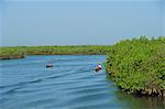 Dug out canoes on the River Gambia, Gambia, West Africa, Africa