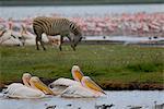 Parc National du lac Nakuru, Kenya, Afrique de l'est, Afrique