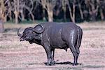 Lake Nakuru National Park, Kenya, East Africa, Africa