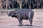 Parc National du lac Nakuru, Kenya, Afrique de l'est, Afrique