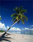 Palm tree and tropical beach, blue sky and distant white clouds on the coast of Tanzania, East Africa, Africa