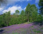 Bluebells on a slope in the Trossachs, Central Scotland, United Kingdom, Europe