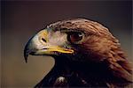 Portrait of a golden eagle, Highlands, Scotland, United Kingdom, Europe