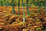 Birch trees and bracken in autumn, Glen Strathfarrar, Highlands, Scotland, United Kingdom, Europe