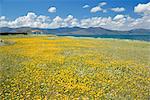 Champ de fleurs sauvages au printemps, Lesbos, îles de l'est, Grèce, Europe