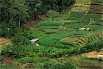 Small fields of crops in the Cameron Highlands in Perak Province, Malaysia, Southeast Asia, Asia