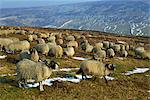 Schafe im Winter, North Yorkshire Moors, England, Vereinigtes Königreich, Europa