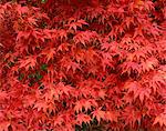 Close-up of Acer tree foliage in autumn