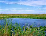 Lys, les roseaux et les cours d'eau, Parc National des Everglades, Floride, États-Unis d'Amérique, Amérique du Nord