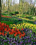 Blühende Zwiebeln auf dem Display auf die Gärten der Keukenhof in Lisse, Niederlande, Europa