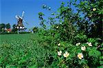 Summer flowers in hedge with the Egeskov Windmill behind, Funen, Denmark, Scandinavia, Europe