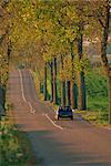 Voiture sur un arbre bordée d'une route rurale en France, en Europe