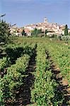 Vineyard, Cote du Rhone, Sablet, Vaucluse, Provence, France, Europe