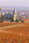 Weinberg, Le Mesnil-Sur-Oger, Champagne, Frankreich, Europa