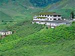 Tea plantations, Cameron Highlands, Malaysia, Asia