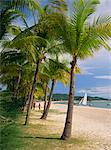 Palmiers sur Pelangi beach sur l'île de Langkawi, en Malaisie, Asie du sud-est, Asie