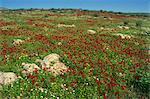 Fleurs sauvages, y compris les coquelicots dans un champ dans la vallée de la Jordanie, Israël, Moyen-Orient
