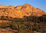 Palm trees and Mount Ishai at Ein Gedi in the Dead Sea area of Israel, Middle East