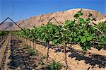 Rangée de vignes dans le vignoble à Qumran, désert de Judée, Israël, Moyen-Orient