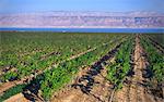 Zeilen der Reben im Weinberg, wachsen in sandigen Böden mit Toten Meer und Jordan im Hintergrund, Totes Meer, Israel, Naher Osten