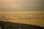 Flock of sheep, important in the Kurdish economy, Kurdistan, Anatolia, Turkey, Asia Minor, Eurasia