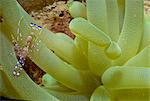 Purple and white shrimp on yellow tentacle coral, Honduras, Central America