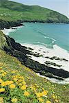 Irish summer colours, Slea Head, Dingle Peninsula, County Kerry, Munster, Republic of Ireland (Eire), Europe